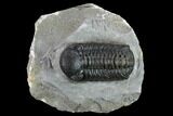 Austerops Trilobite - Nice Eye Facets #132258-1